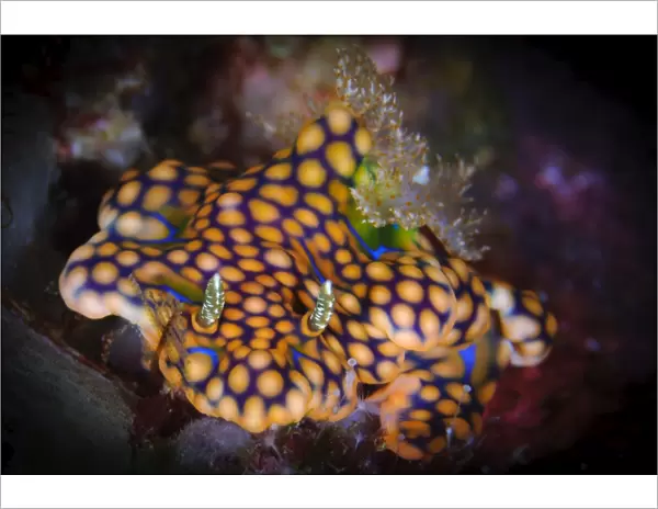 A magnificent ceratosoma nudibranch on coral, Solomons