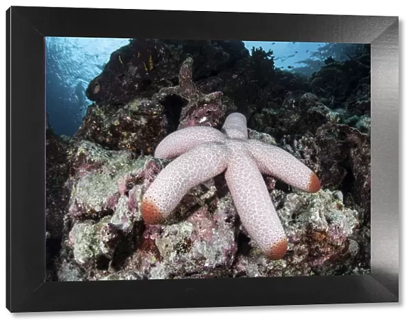 A fat starfish clings to rocks in the Solomon Islands