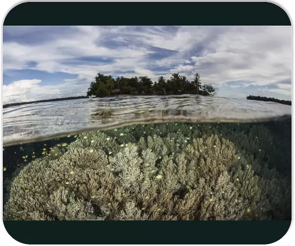 Soft corals thrive on a reef in the Solomon Islands