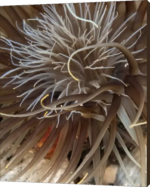Sea Anemone on sea floor of Atlantic Ocean