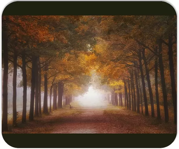 Foggy autumn dream