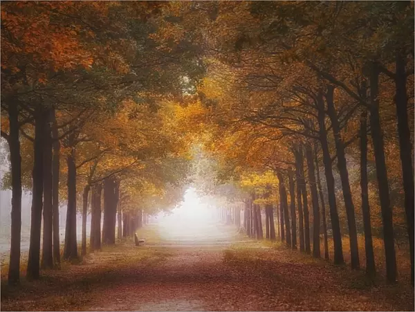 Foggy autumn dream