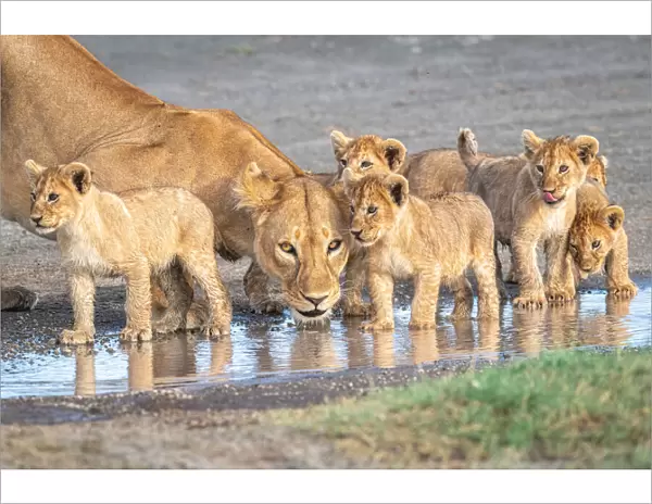 Wariness at the water hole