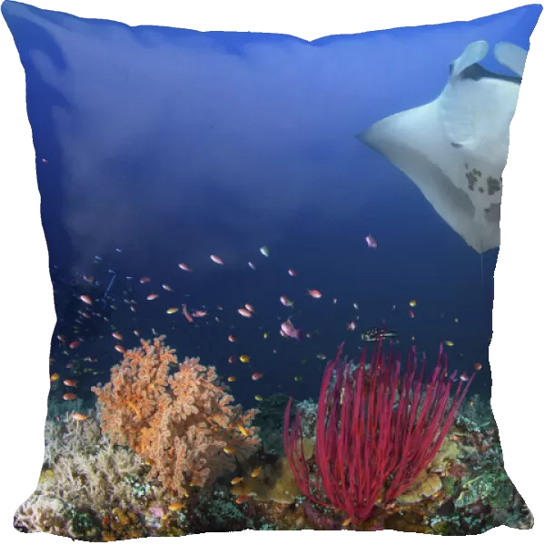 Ocean Manta Ray on the reef