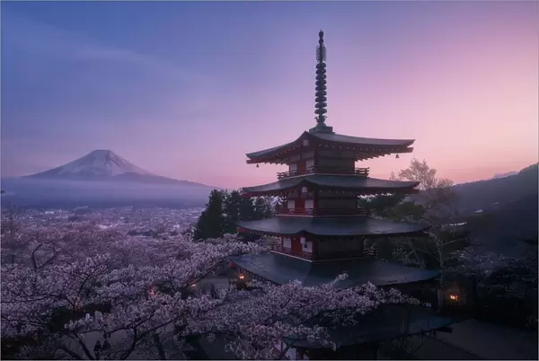 Mt Fuji Sakura