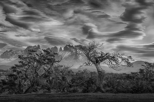 Trees below Patagonia skies