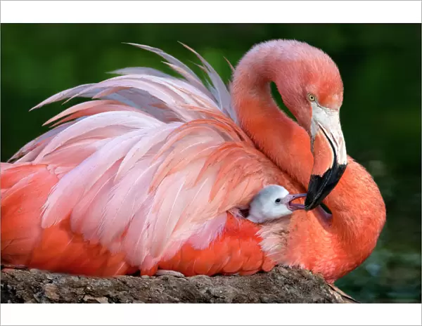 Flamingo mom with her chick