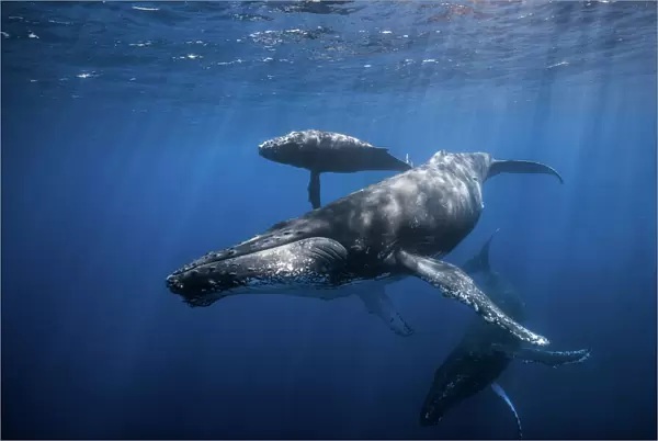 Humpback whale family