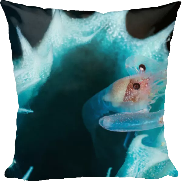 Shrimp in a blue sponge
