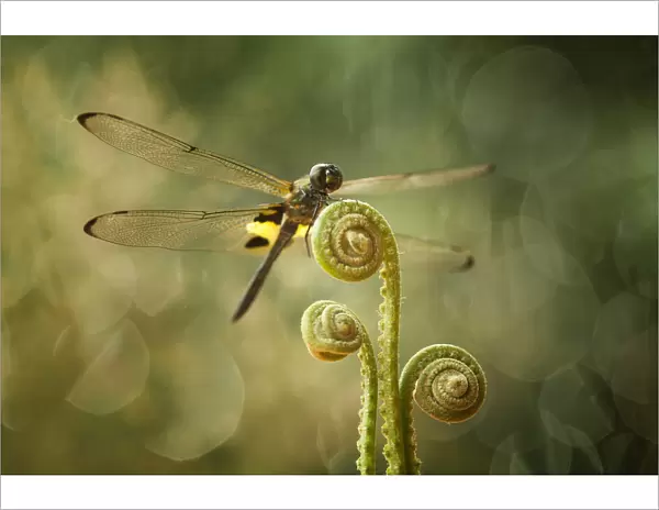 Dragonfly and Ferns