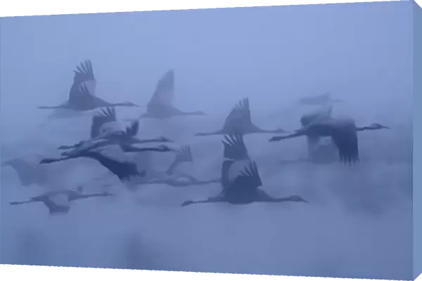 Cranes in the fog