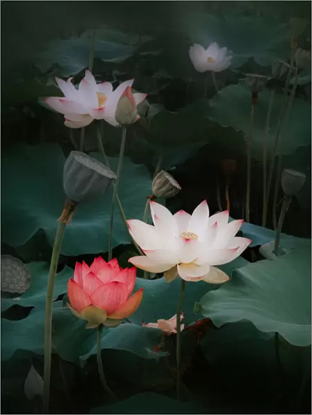 lotus. YoungIl Kim