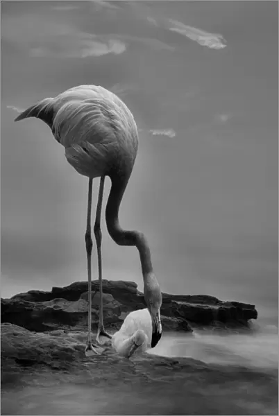 Vigilant Flamingo Mother