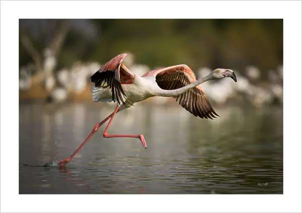 Flamingo Take Off
