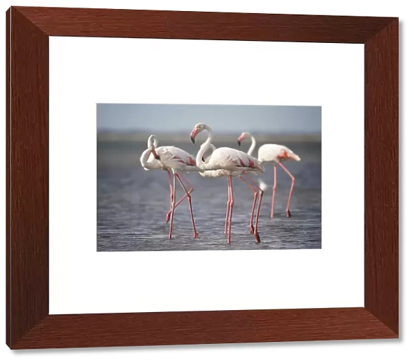 Flamingos from Provence