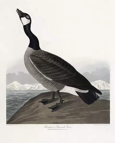 Hutchins's Barnacle Goose From Birds of America (1827)