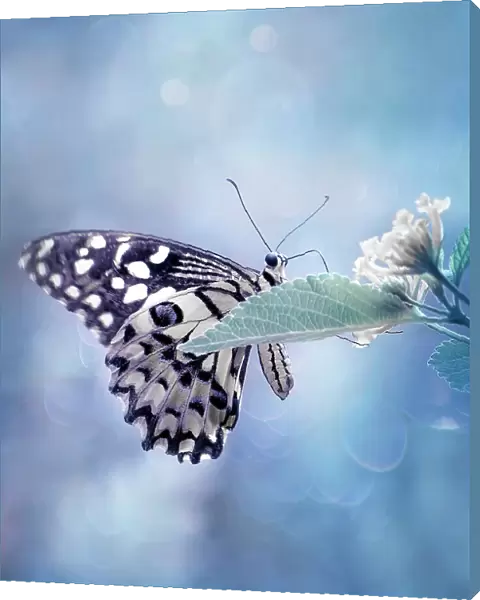 Butterfly in Softly Blue