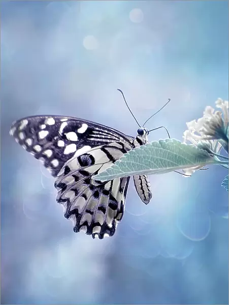 Butterfly in Softly Blue