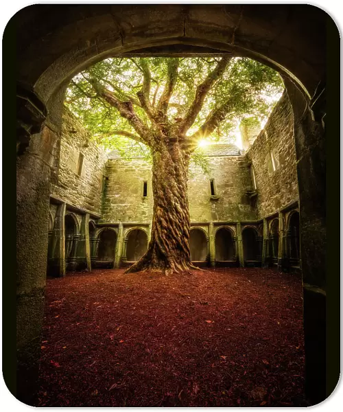 'Muckross Abbey - Tree of Life'