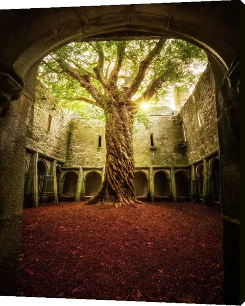 'Muckross Abbey - Tree of Life'
