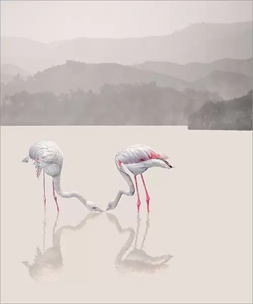 Storks. Sayyed Nayyer Reza