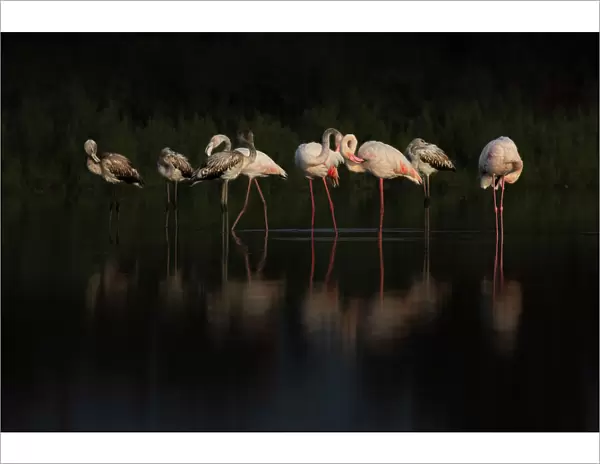 Flamingos. Natalia Rublina