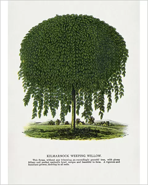 Kilmarnock Weeping Willow Tree Lithograph