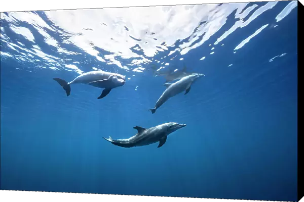 Bottlenose dolphin from Indian océan