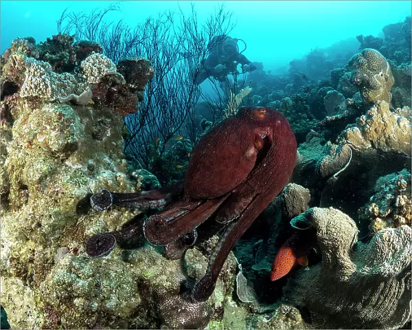 Octopuses Garden