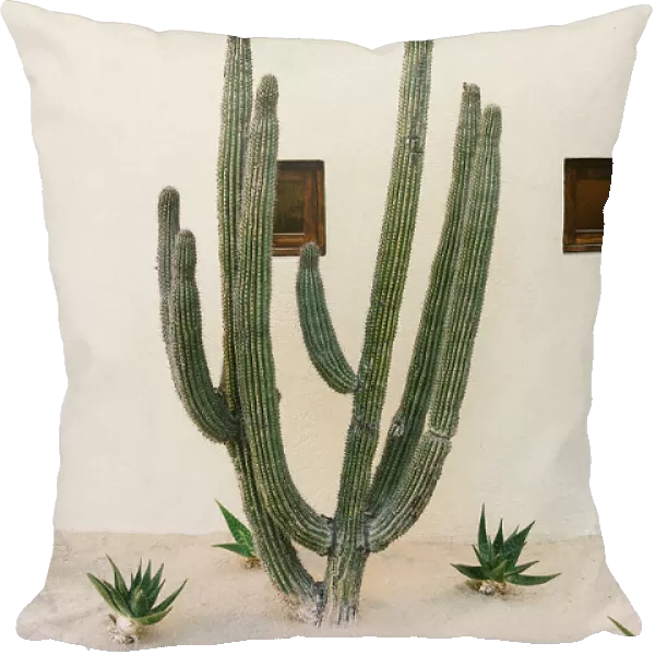 Cabo Cactus IX