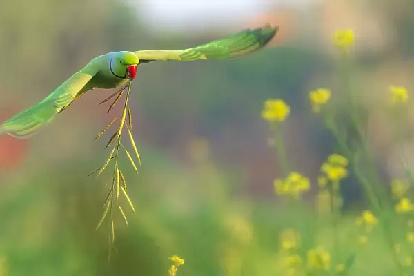 Parakeet flying with mustard stem