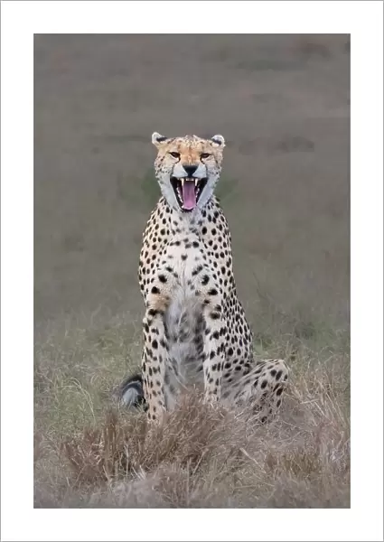 The laughing cheetah