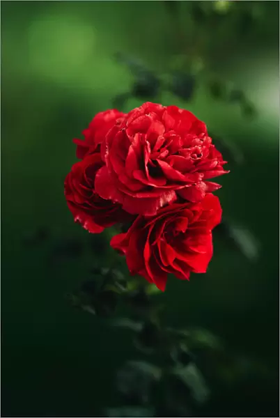 roses. Ryan Braxton