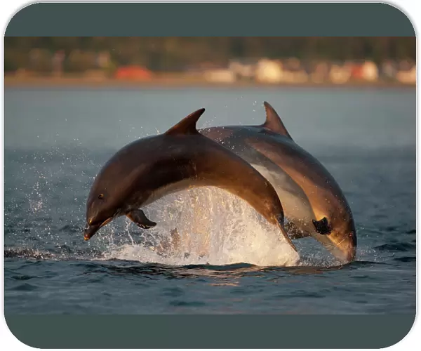 Bottlenose dolphin (Tursiops truncatus) two breaching in evening light, Moray Firth