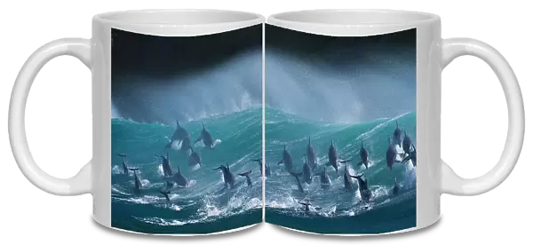 Large pod of Bottlenose dolphins (Tursiops truncatus) porpoising over waves during annual sardine run, Port St Johns, South Africa. Runner up in the Animals in their Environment Category of the Wildlife Photographer of the Year Awards (WPOY)