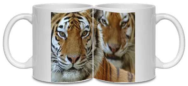 Two Siberian tigers {Panthera tigris altaica} portraits, captive