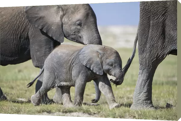 African elephant (Loxodonta africana) baby trying to grab the tail of adult, Amboseli National Park