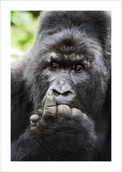 Mountain gorilla (Gorilla beringei beringei) silverback male with fingers in mouth