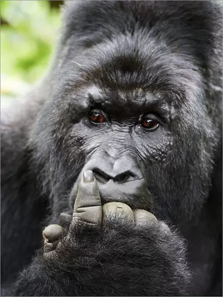 Mountain gorilla (Gorilla beringei beringei) silverback male with fingers in mouth
