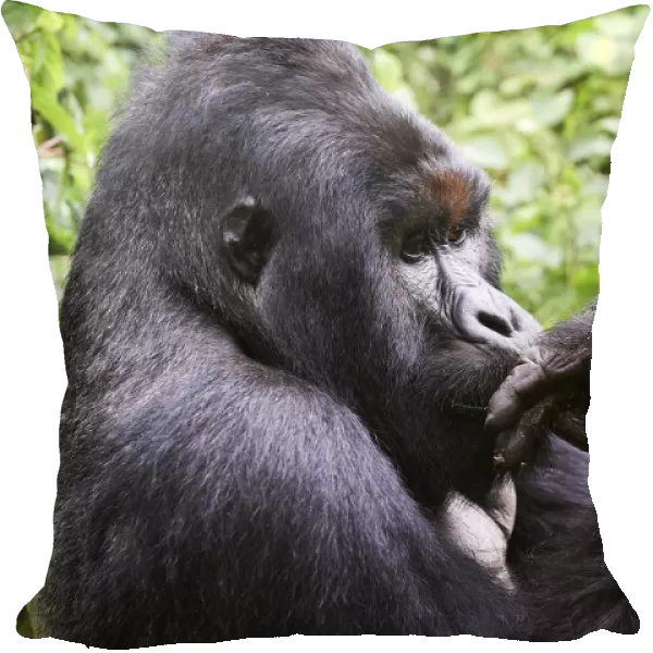 Mountain gorilla (Gorilla beringei beringei) silverback male known as Humba licking