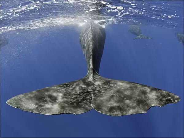Sperm whale (Physeter macrocephalus) tail below water as whale surfaces, Dominica