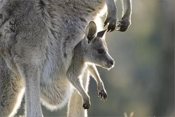 Eastern grey kangaroo (Macropus giganteus) with joey in pouch, Australian Capital Territory