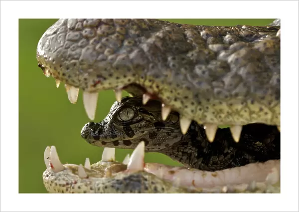 Broad snouted caiman (Caiman latirostris) baby in mothers mouth being carried from the nest