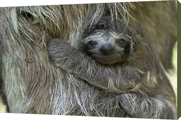 Brown throated Three-toed Sloth (Bradypus variegatus) newborn baby (less than 1 week