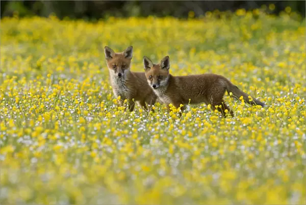 Red fox (Vulpes vulpes) two 8 week old cubs in flower meadow, Kent, UK May