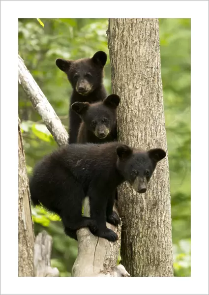 Black bear cubs (Ursus americanus) standing in a tree, Minnesota, USA, June
