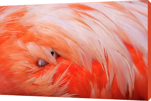 Caribbean Flamingo (Phoenicopterus ruber) chick under the wing of protective parent
