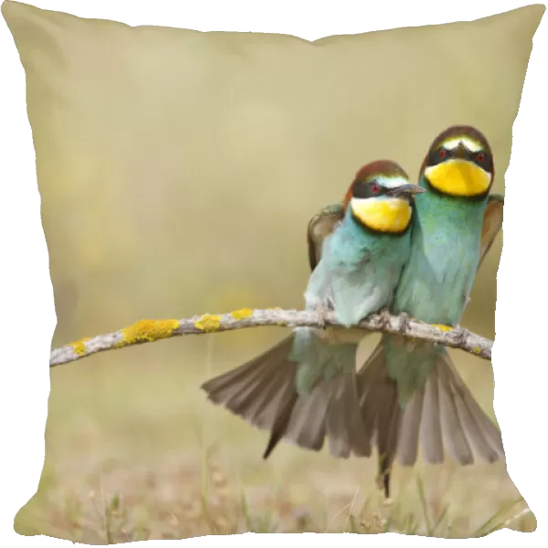 European bee eaters (Merops apiaster) sitting close together on branch. Seville, Spain