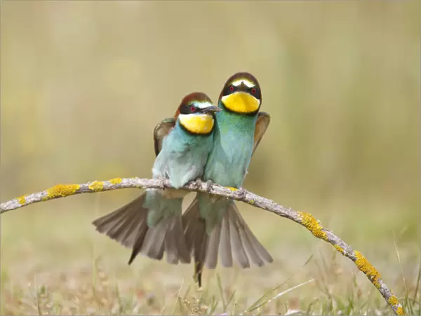 European bee eaters (Merops apiaster) sitting close together on branch. Seville, Spain