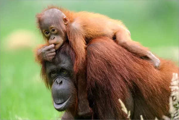 Orang utan (Pongo pygmaeus pygmaeus) mother with baby climbing on her back, occurs in Borneo